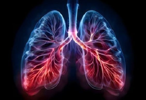 Image of human lungs